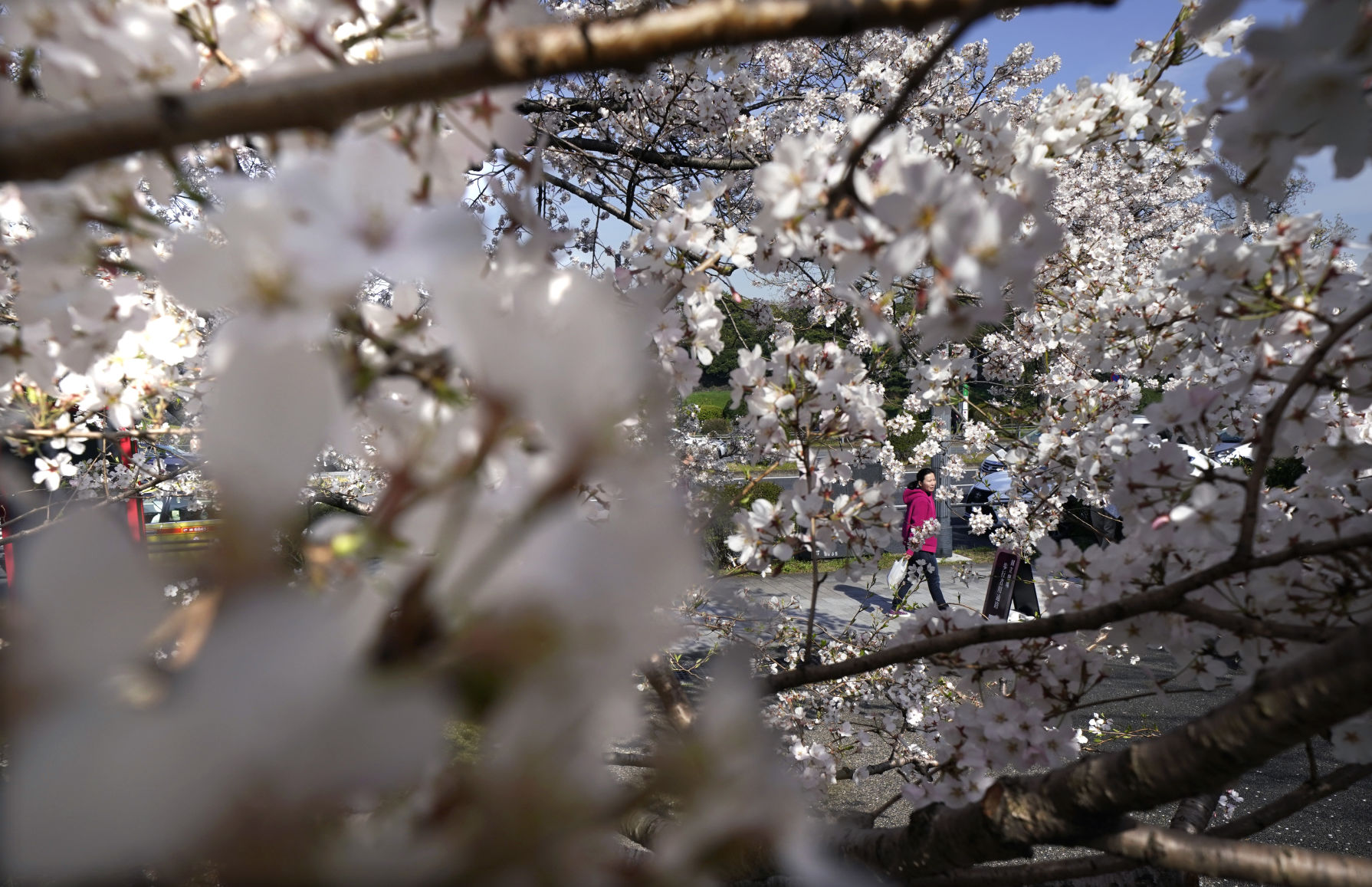Japan cherry blossoms